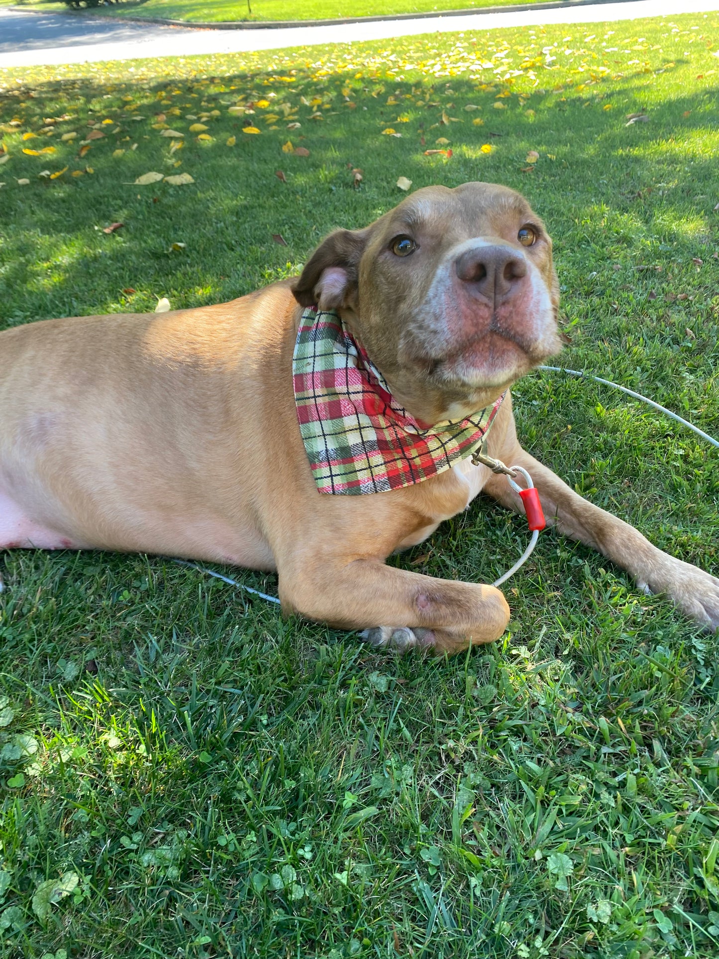 Red and Green Glitter Plaid